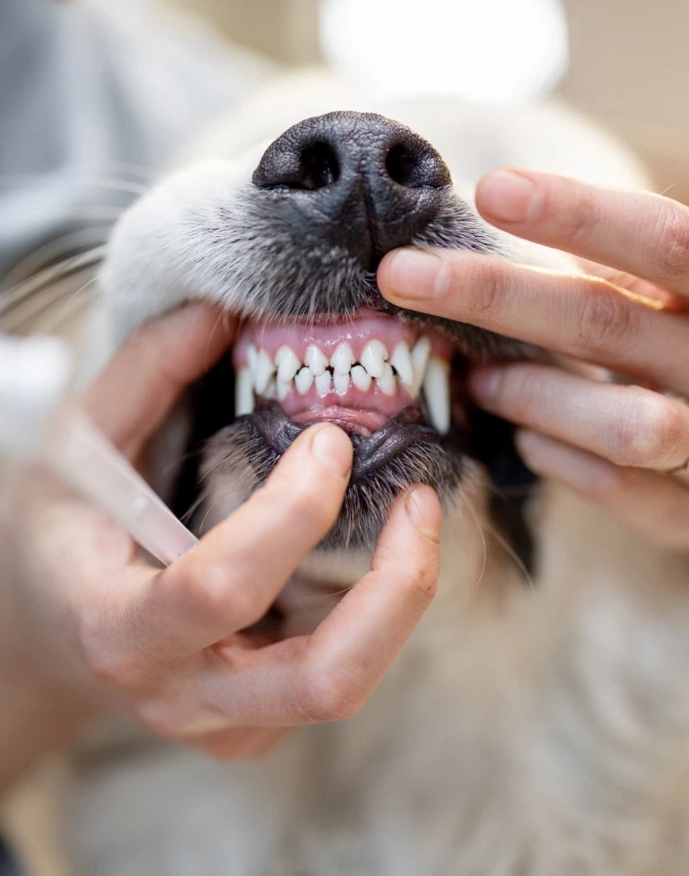 zęby u psa