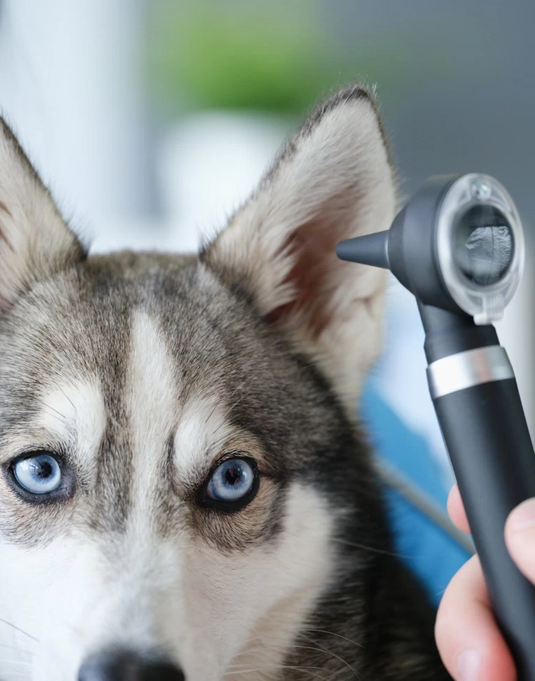 badanie słuchu u psa